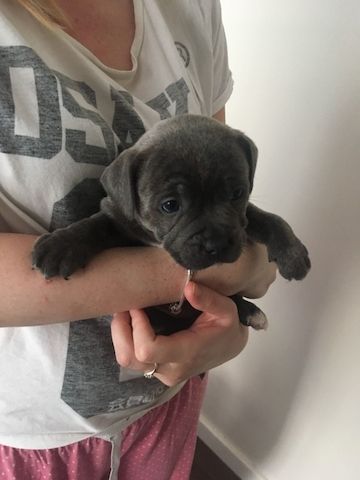 Staffordshire Terrier-Welpen
