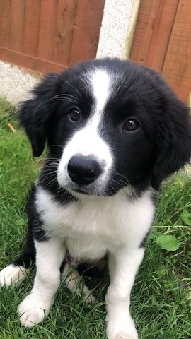 Border-Collie-Welpen