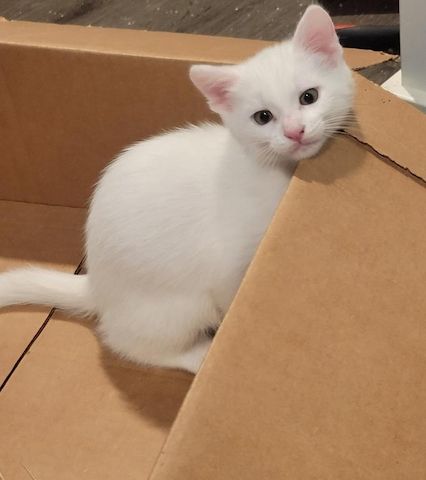 Süße Türkisch Angora Kätzchen suchen ein neues Zuhause