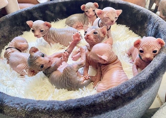 Sphynx-Kätzchen zu verkaufen