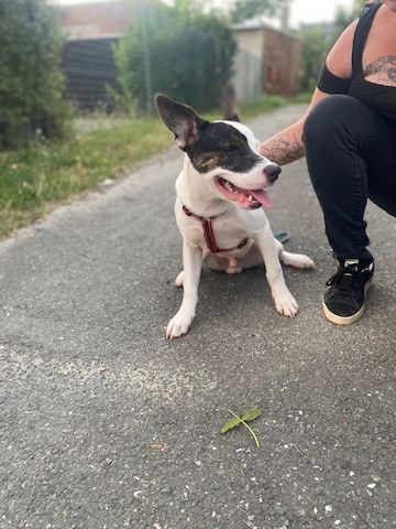 American Bully Schäferhund