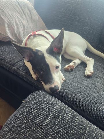 American Bully Schäferhund