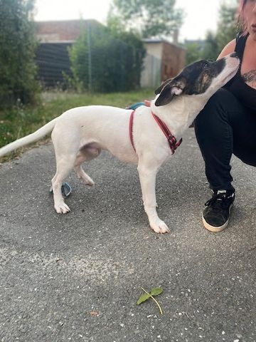 American Bully Schäferhund