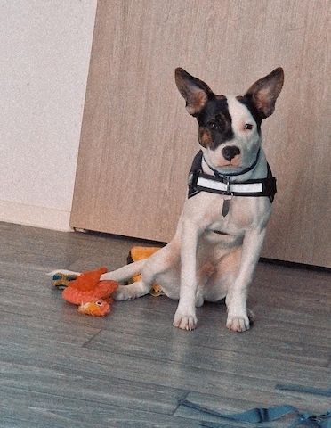 American Bully Schäferhund