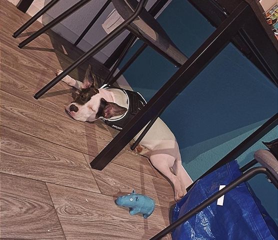 American Bully Schäferhund