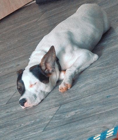 American Bully Schäferhund