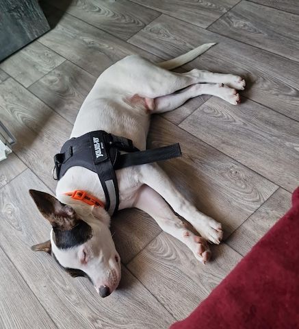 American Bully Schäferhund