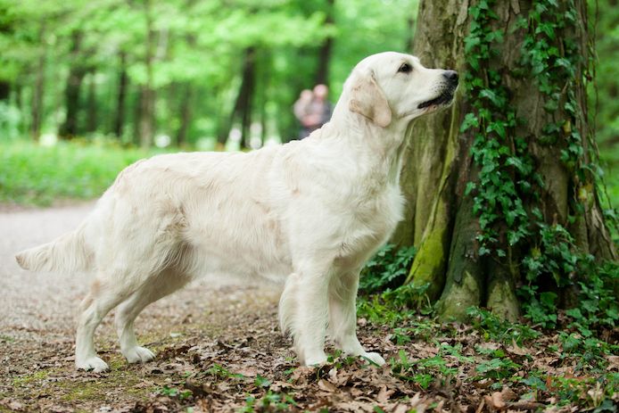 Golden Retriever 10 Monate