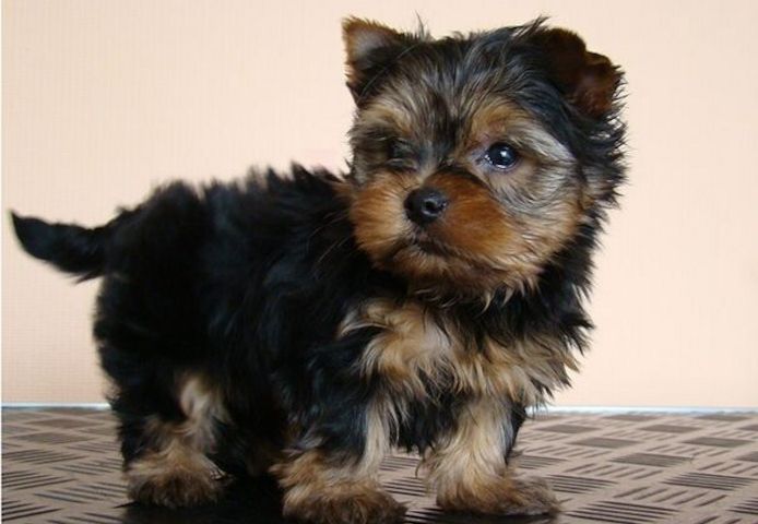 Yorkshire Terrier Welpen verfügbar