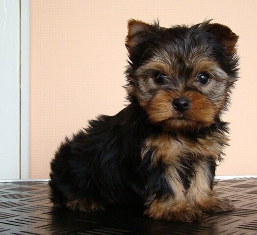 Yorkshire Terrier Welpen verfügbar