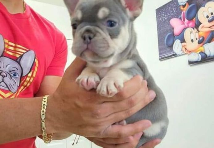 Schöne Französische Bulldoggenwelpen zur Adoption