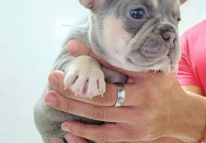 Schöne Französische Bulldoggenwelpen zur Adoption