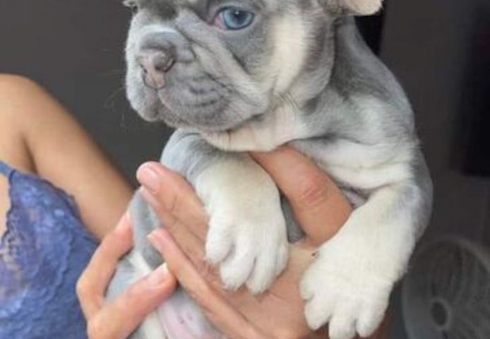 Schöne Französische Bulldoggenwelpen zur Adoption