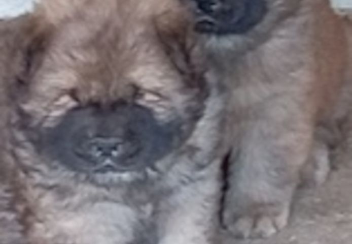 Süße und schöne Chow-Chow-Welpen zur Adoption verfügbar