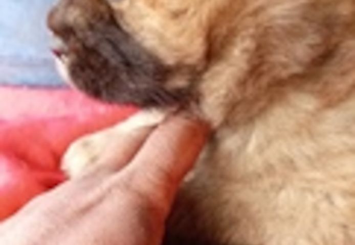 Süße und schöne Chow-Chow-Welpen zur Adoption verfügbar