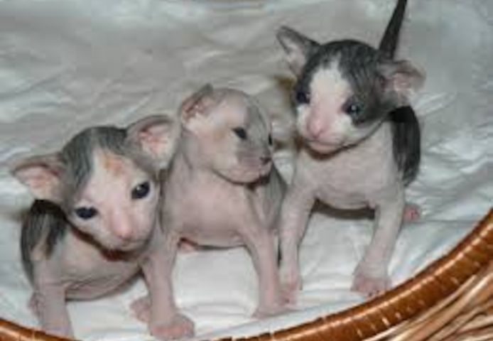 SPHYNX-KÄTZCHEN ZUR NEUEN VERMITTLUNG