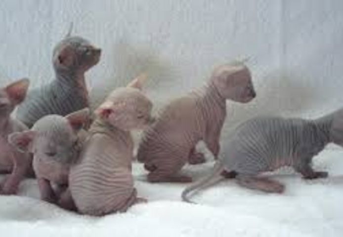 SPHYNX-KÄTZCHEN ZUR NEUEN VERMITTLUNG
