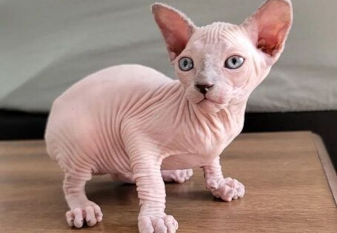 SPHYNX-KÄTZCHEN ZUR NEUEN VERMITTLUNG