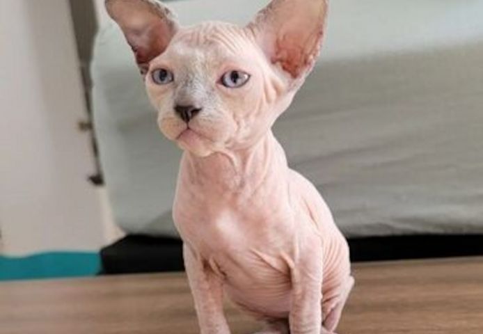 SPHYNX-KÄTZCHEN ZUR NEUEN VERMITTLUNG