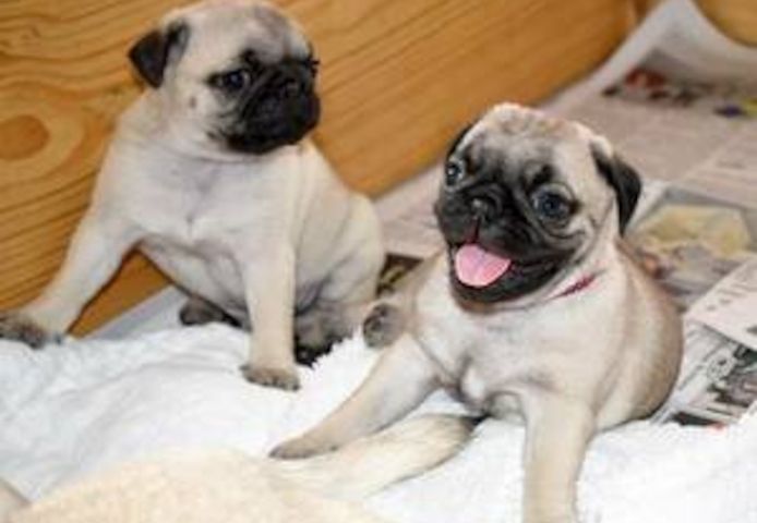 #Mops welpen suchen neues Zuhause