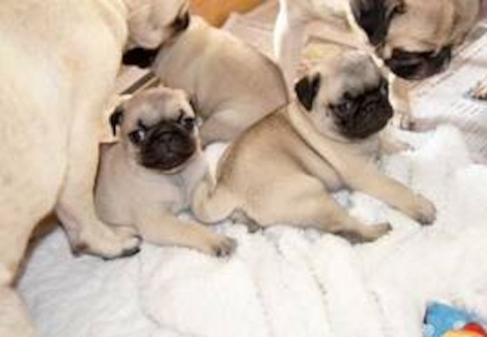 #Mops welpen suchen neues Zuhause