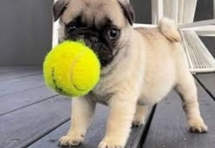 #Mops welpen suchen neues Zuhause