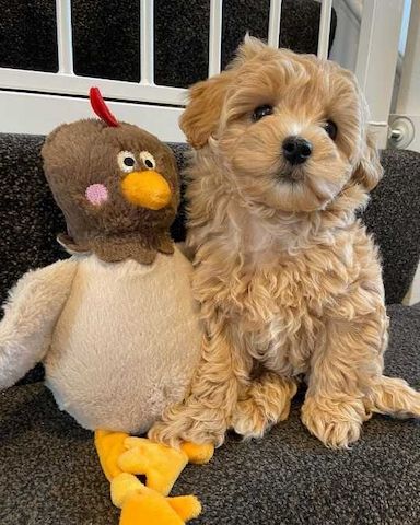 Maltipoo-Welpen zum Verkauf und zur Adoption bereit