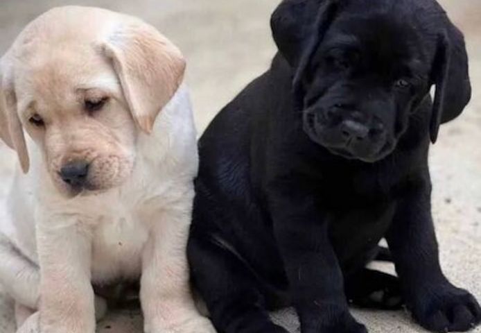 Labrador Retriever-Welpen zu verkaufen und zu adoptieren