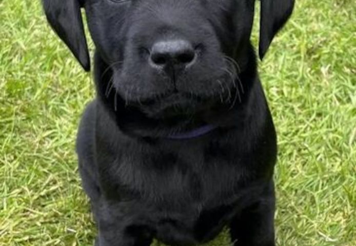 Labrador Retriever-Welpen zu verkaufen und zu adoptieren