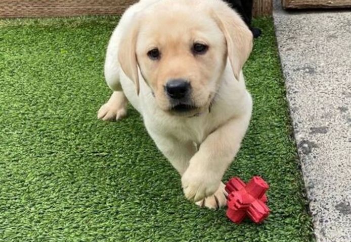 Labrador Retriever-Welpen zu verkaufen und zu adoptieren