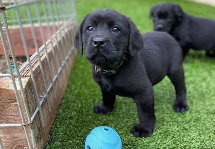 Labrador Retriever-Welpen zu verkaufen und zu adoptieren