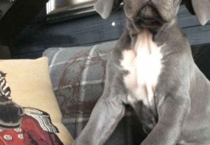 Zwei entzückende 10 Wochen alte Deutsche Doggenwelpen
