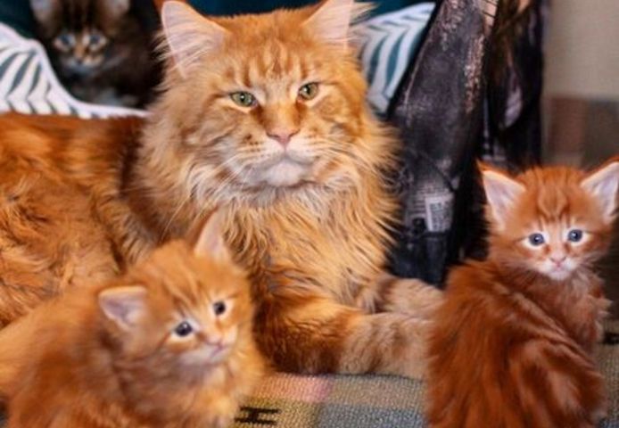Entzückendes Maine Coon Kätzchen 2 verfügbar und abholbereit.