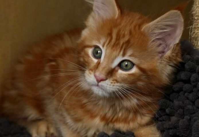 Entzückendes Maine Coon Kätzchen 2 verfügbar und abholbereit.