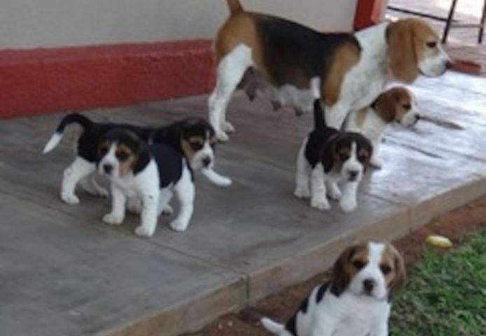 Entzückende dreifarbige Beagle-Welpen zur Neuvermittlung