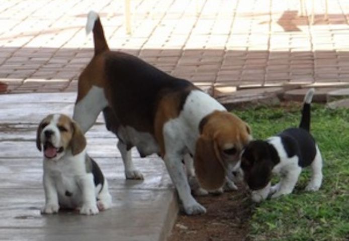 Entzückende dreifarbige Beagle-Welpen zur Neuvermittlung