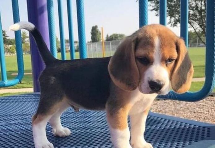 Entzückende dreifarbige Beagle-Welpen zur Neuvermittlung