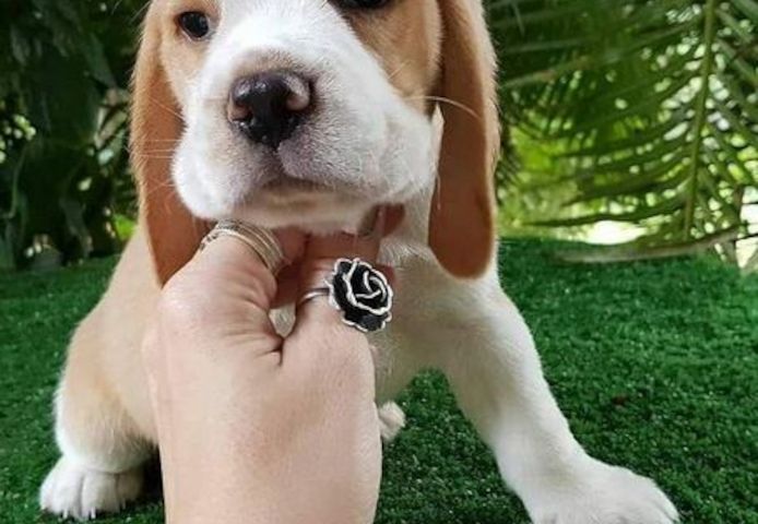Entzückende dreifarbige Beagle-Welpen zur Neuvermittlung