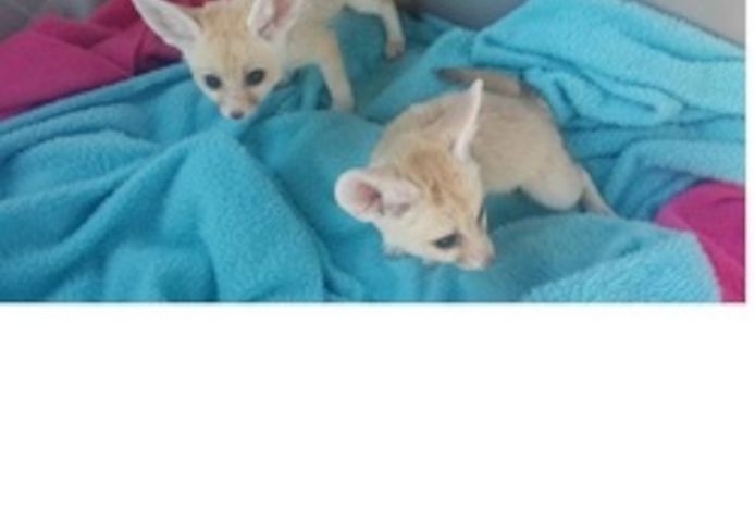 Süße junge Fenneks (9 Wochen alt) bereit