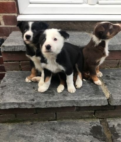 Border Collie-Welpen zur Vermittlung in jedes liebevolle und fürsorgliche Zuhause