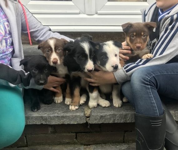 Border Collie-Welpen zur Vermittlung in jedes liebevolle und fürsorgliche Zuhause