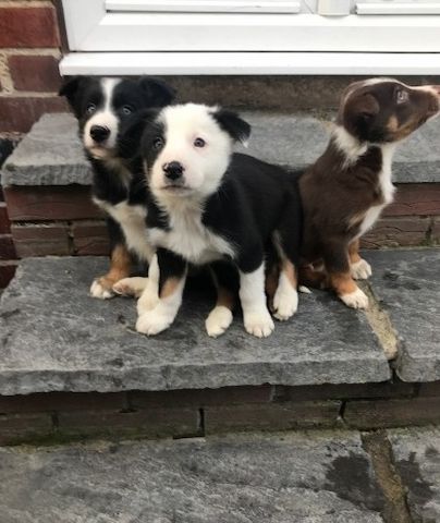 Border Collie-Welpen zur Vermittlung in jedes liebevolle und fürsorgliche Zuhause