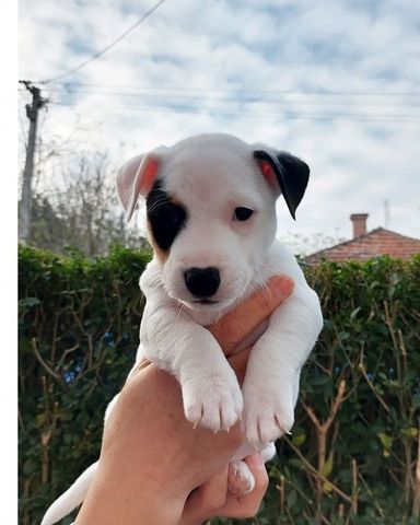Reinrassige Miniatur-Jack-Russell-Welpen