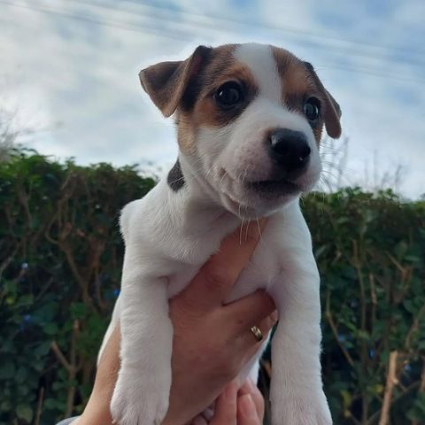 Reinrassige Miniatur-Jack-Russell-Welpen