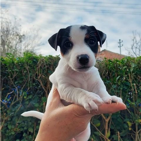 Reinrassige Miniatur-Jack-Russell-Welpen