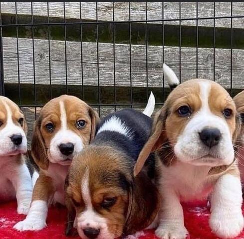 Dicker Beagle-Welpen verfügbar