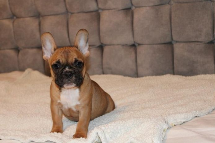 Fantastische Französische Bulldoggenwelpen zu verkaufen