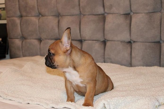 Fantastische Französische Bulldoggenwelpen zu verkaufen