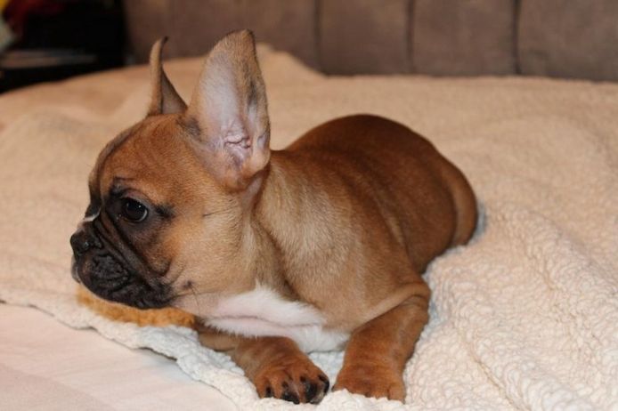 Fantastische Französische Bulldoggenwelpen zu verkaufen