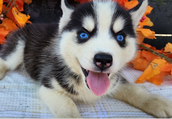 10 Wochen alte Siberian Husky